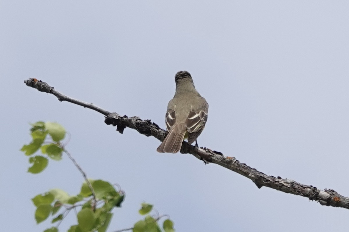 Great Crested Flycatcher - ML239889151