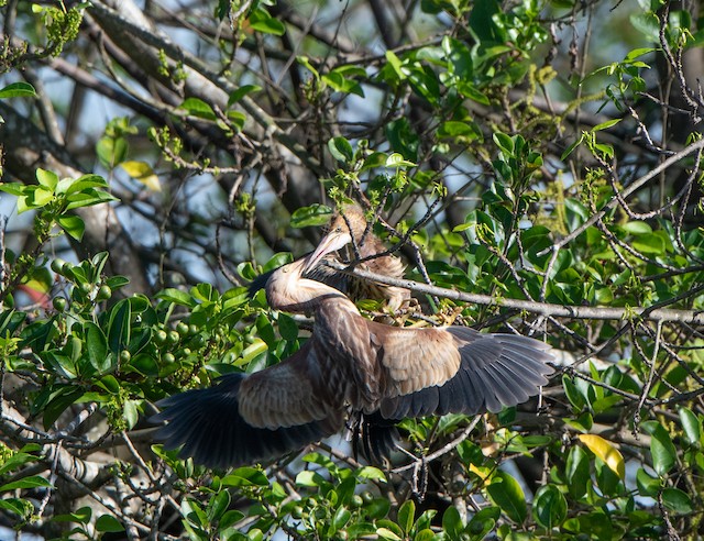 Adult feeding nestling. - Yellow Bittern - 