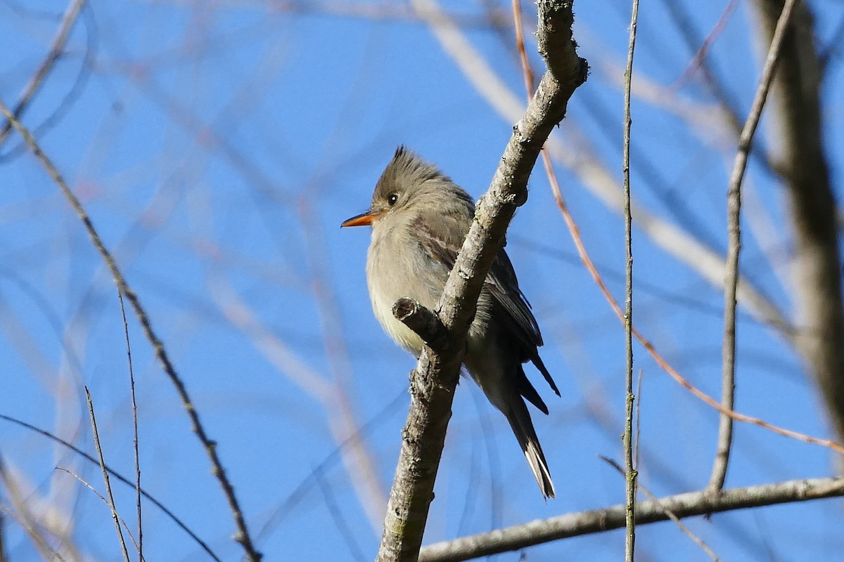 Greater Pewee - ML23989371
