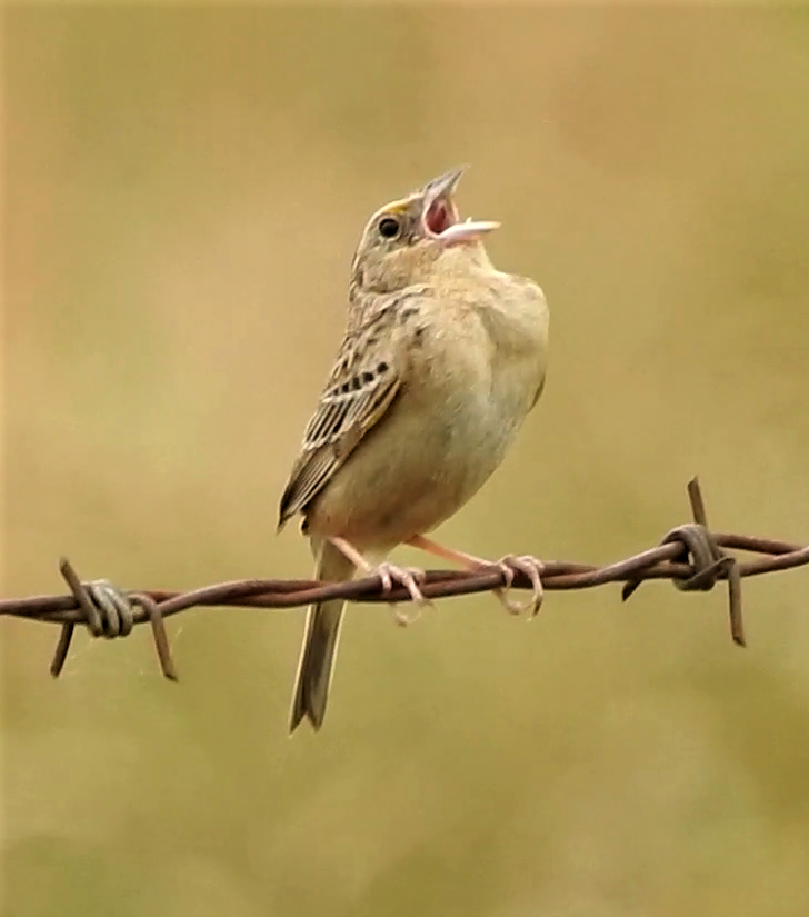 Grasshopper Sparrow - ML239898361