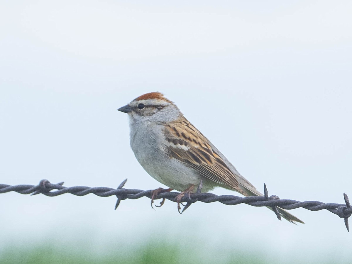 Clay-colored Sparrow - ML239899891