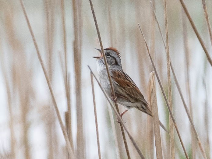 Swamp Sparrow - LARRY MOSS