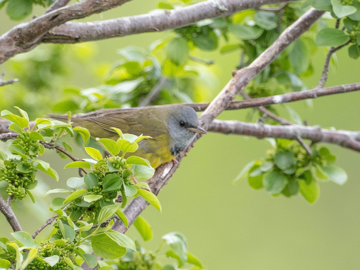 Mourning Warbler - LARRY MOSS