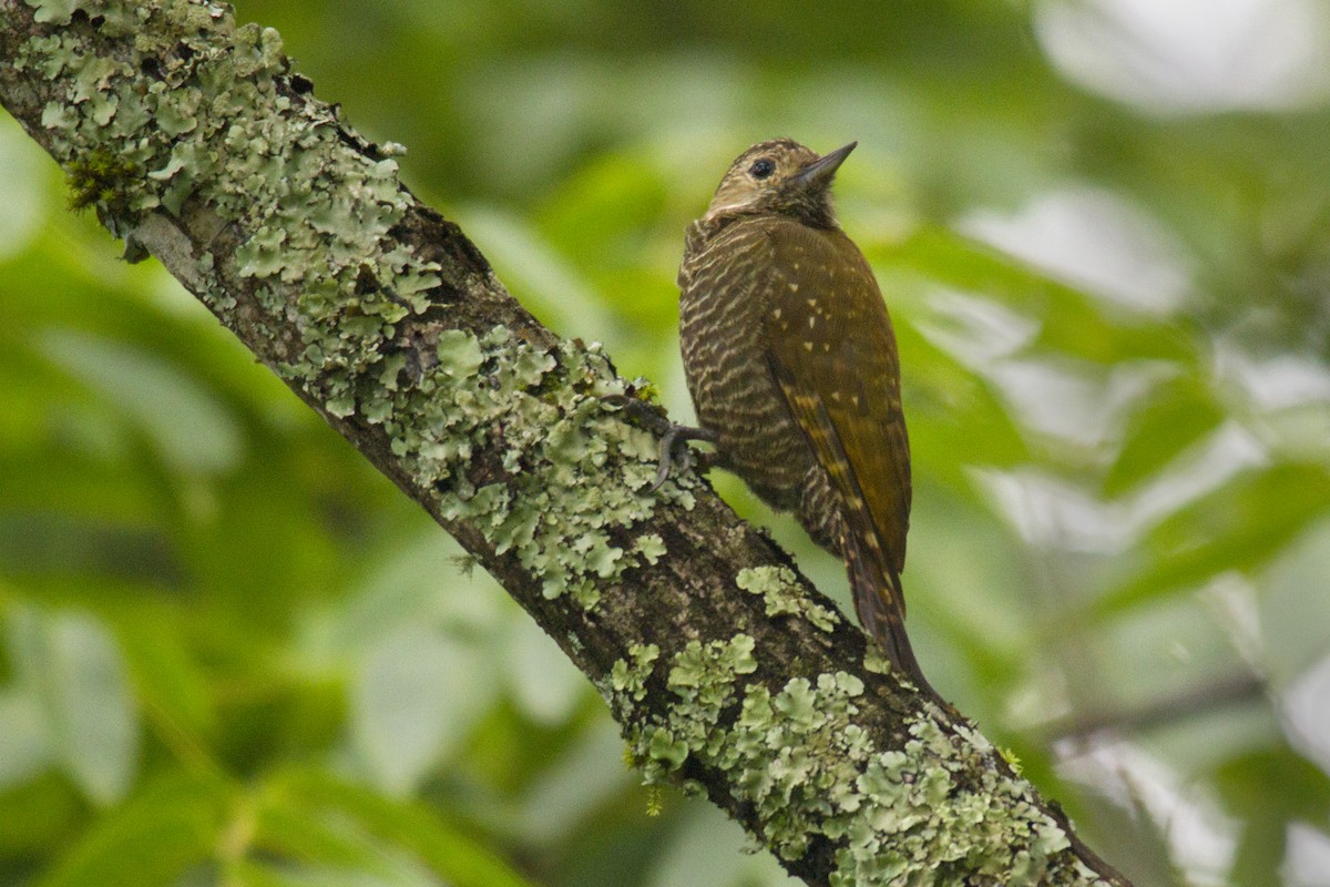 Dot-fronted Woodpecker - ML239901381