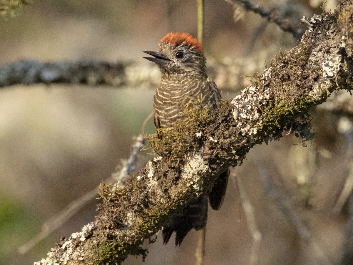 Dot-fronted Woodpecker - ML239901751