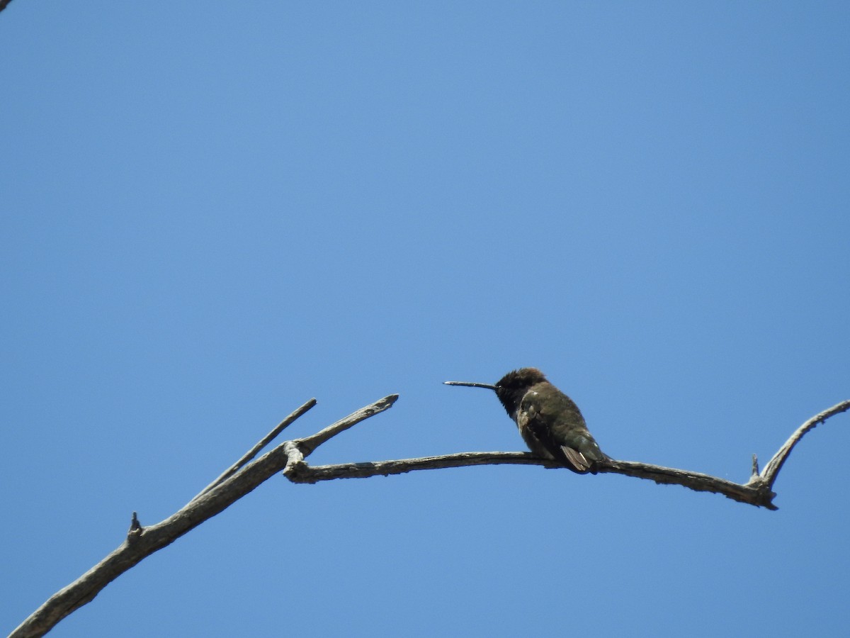Black-chinned Hummingbird - ML239908261