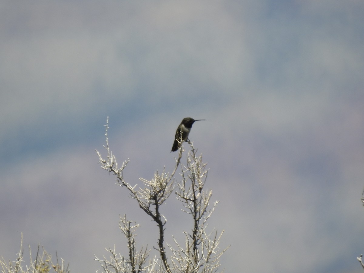 Black-chinned Hummingbird - ML239908271