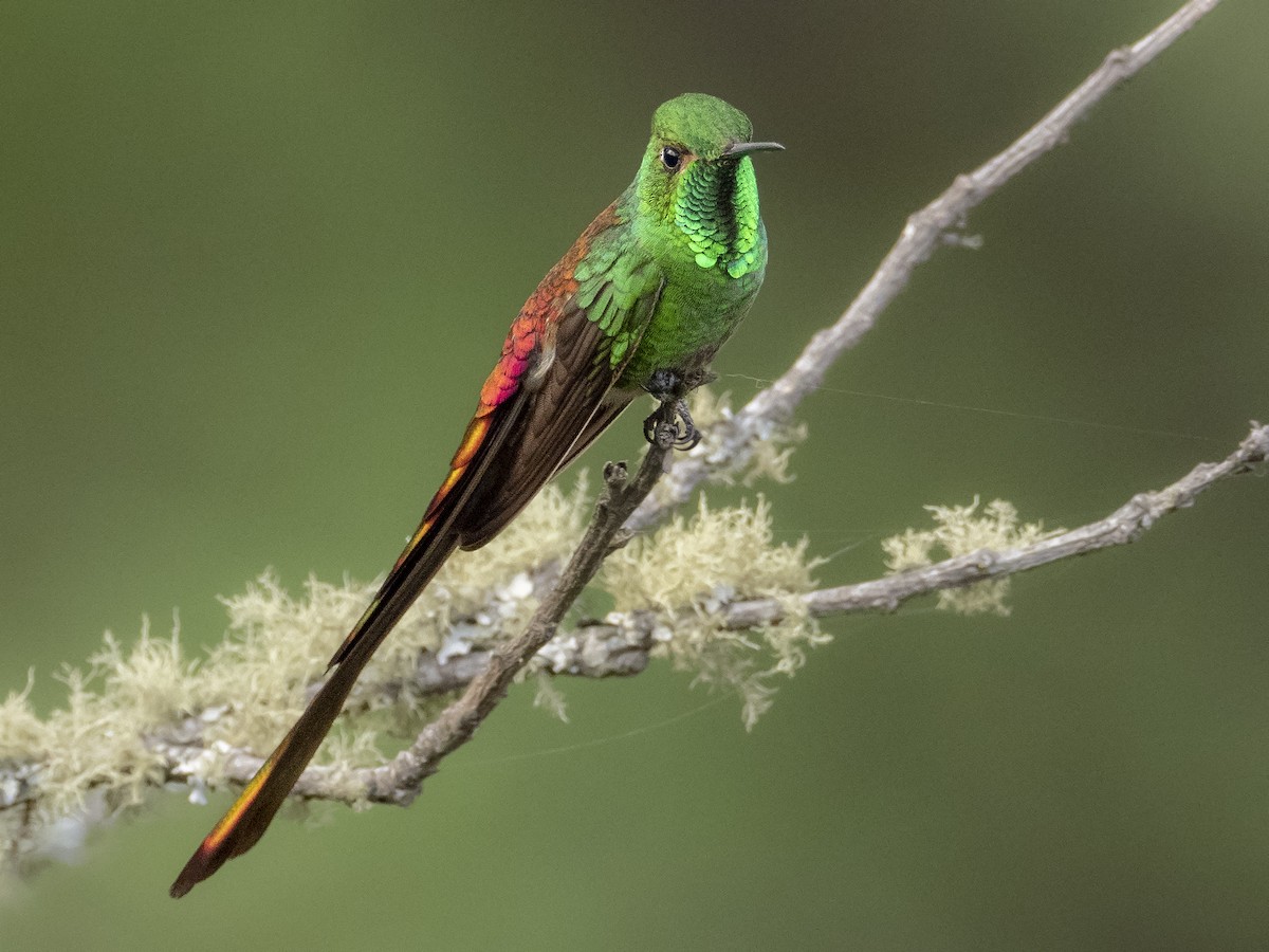 Red-tailed Comet - Andres Vasquez Noboa