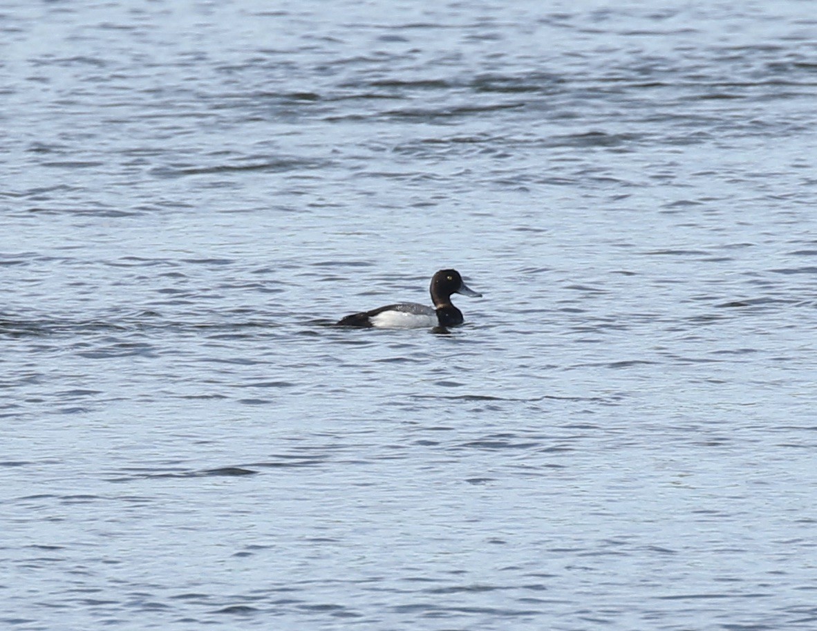 Greater Scaup - Jim Sparrell