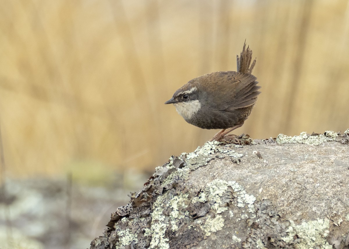 White-browed Tapaculo - Andres Vasquez Noboa