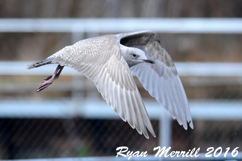 Iceland Gull (Thayer's) - Ryan Merrill