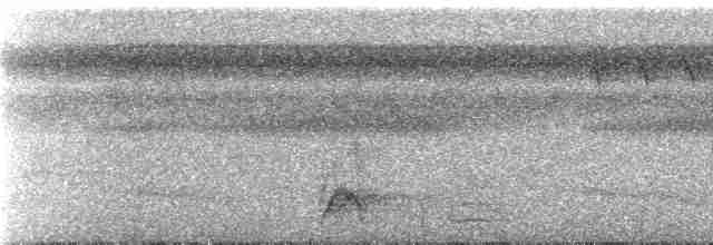 Kara Karınlı Sincap Guguğu - ML239918