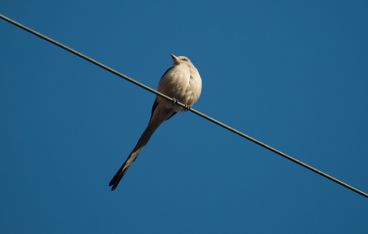 Scissor-tailed Flycatcher - Osvel Hinojosa Huerta