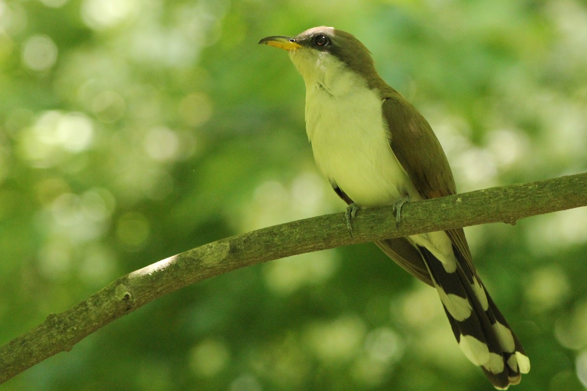Yellow-billed Cuckoo - Sander Willems
