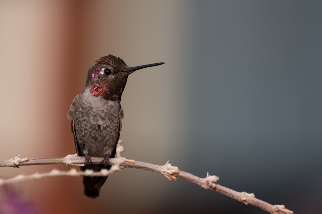 Anna's Hummingbird - ML239927411