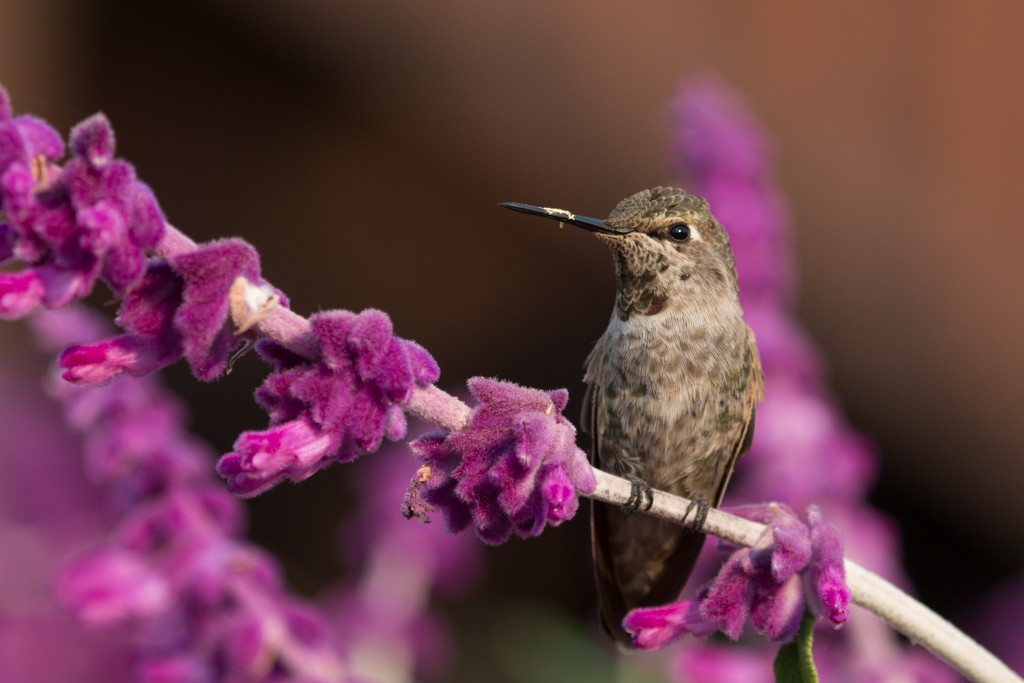 Anna's Hummingbird - ML239927421