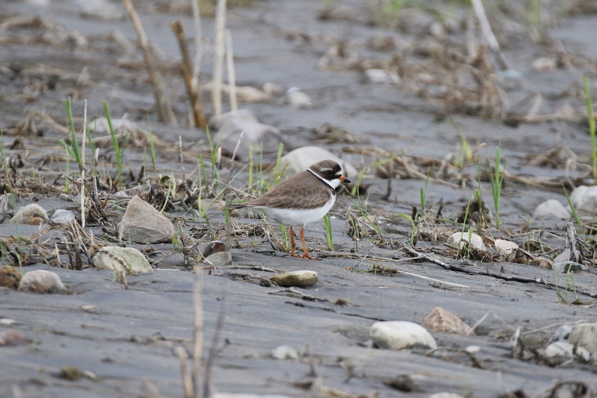 Semipalmated Plover - ML239930761