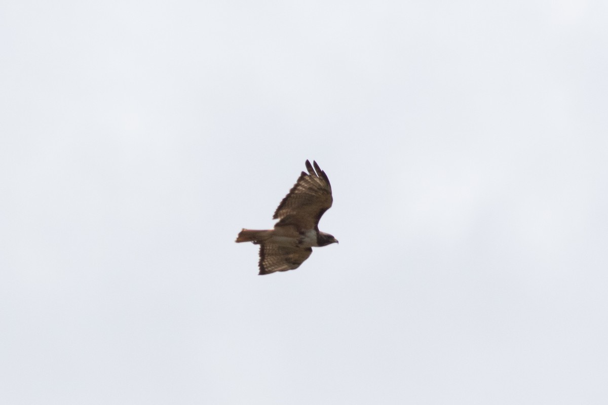 Red-tailed Hawk (kemsiesi/hadropus) - ML239931861