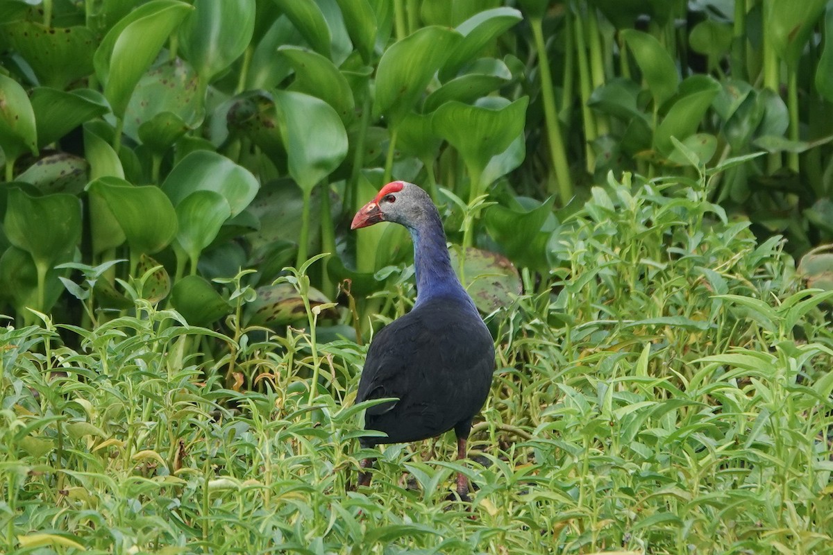 Gray-headed Swamphen - Colin Poole