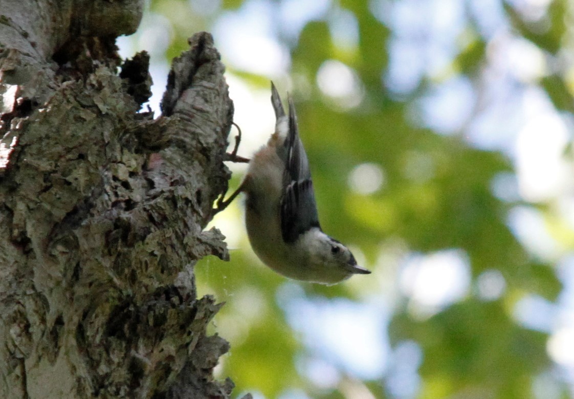 White-breasted Nuthatch - ML239940511