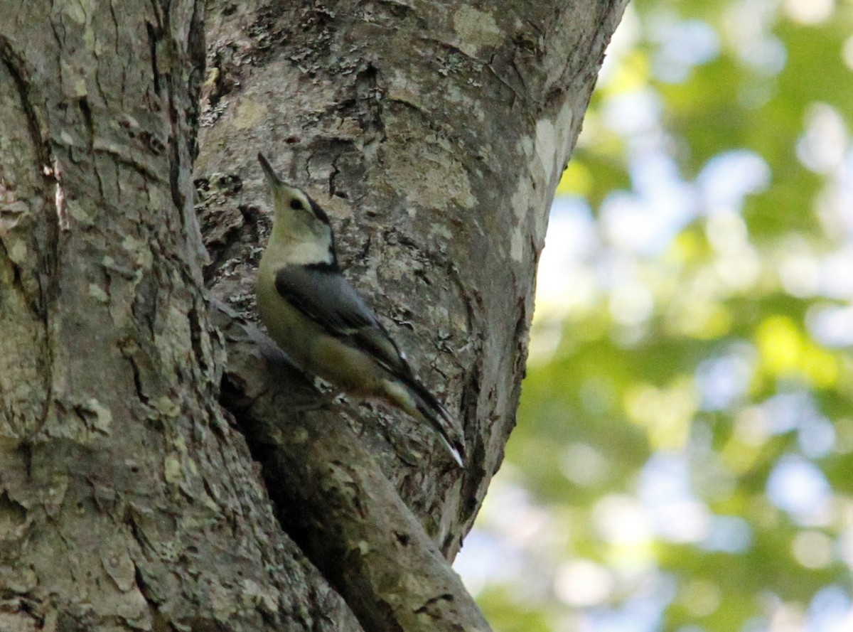 White-breasted Nuthatch - ML239940521