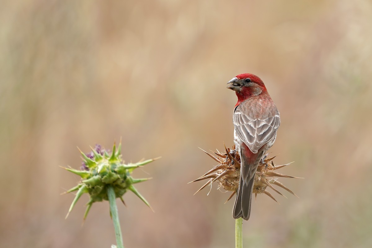 House Finch (Common) - ML239941061