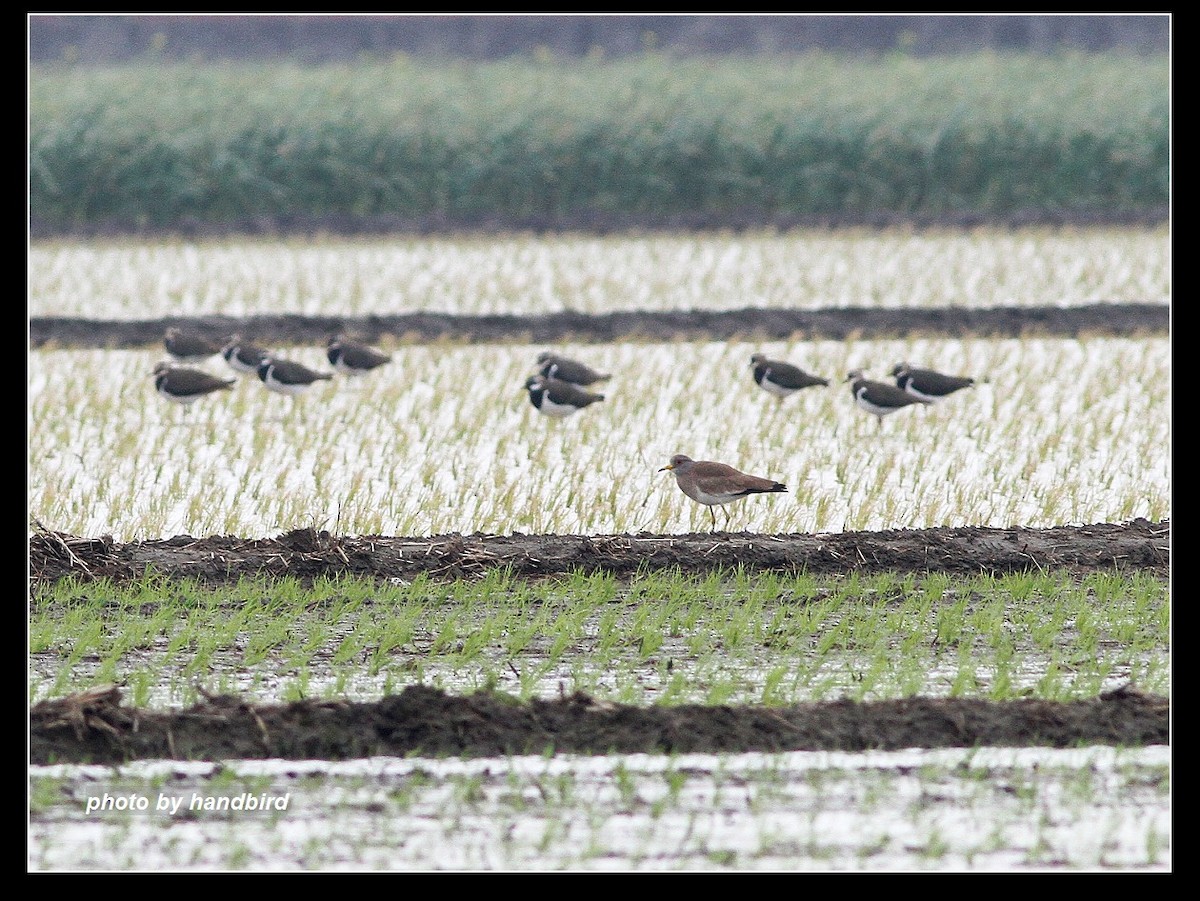 Gray-headed Lapwing - Anonymous