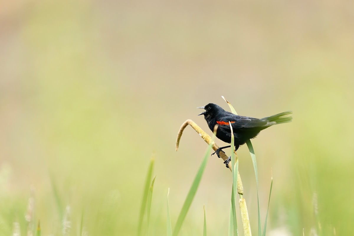 Red-winged Blackbird (California Bicolored) - Derek Lecy