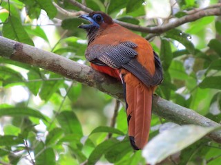  - Red-naped Trogon