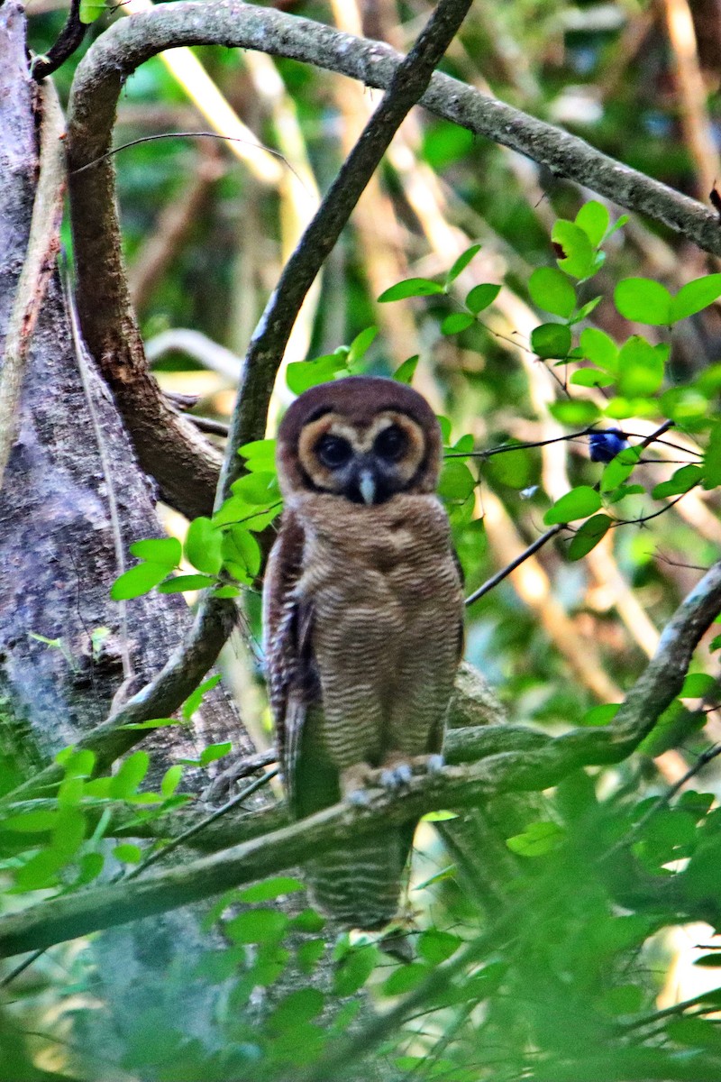 Brown Wood-Owl - ML239947881