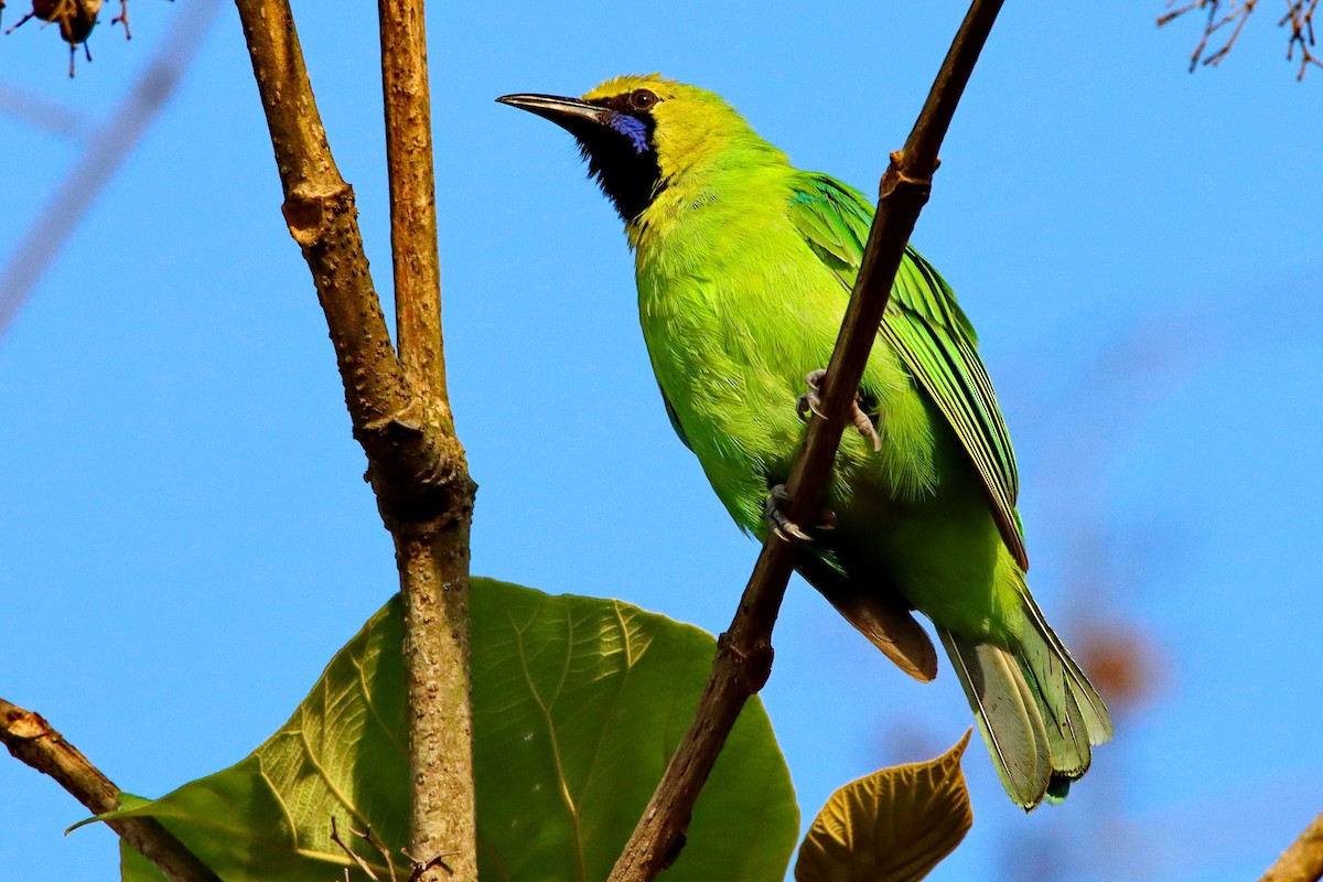 Jerdon's Leafbird - Uday Wandkar