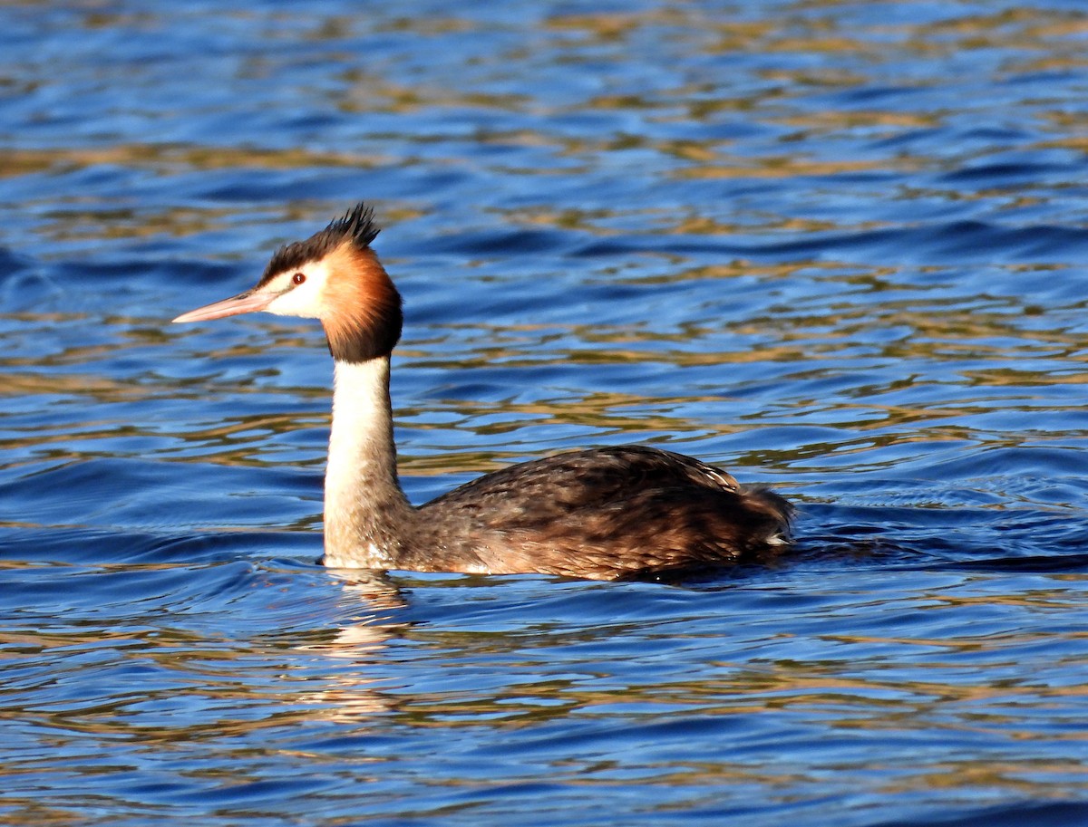 Great Crested Grebe - Chris Burwell