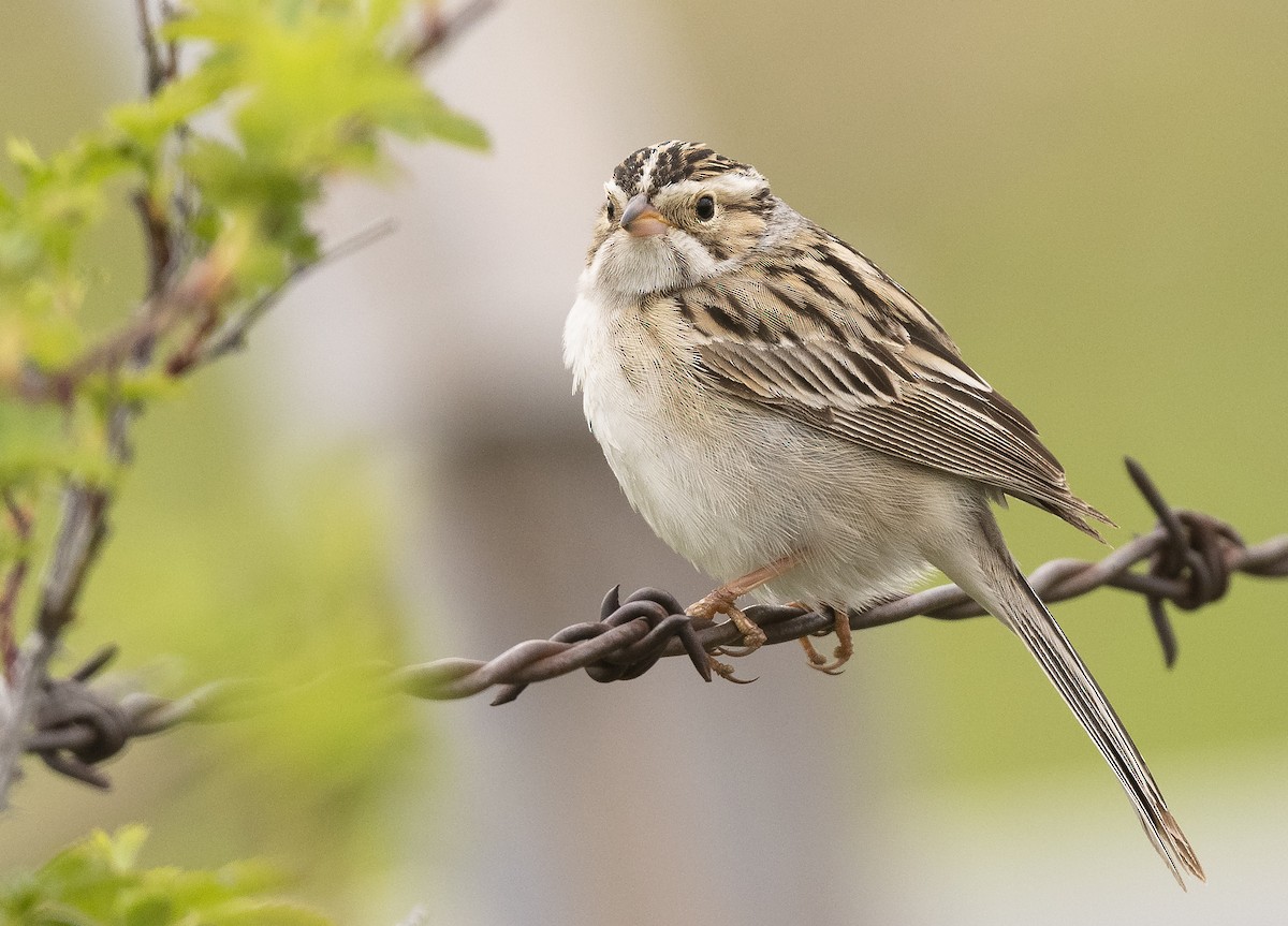Clay-colored Sparrow - Ian Routley