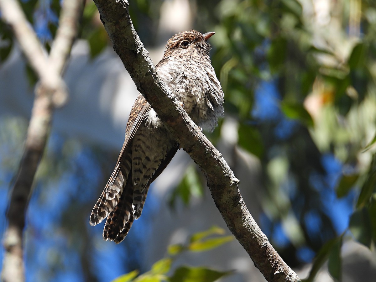 Brush Cuckoo (Australasian) - Chris Burwell