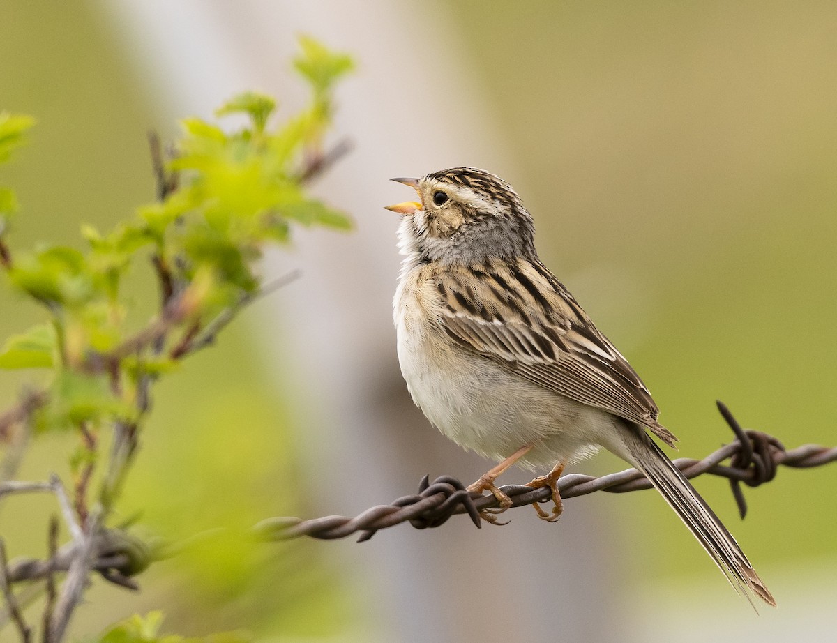 Clay-colored Sparrow - ML239951291