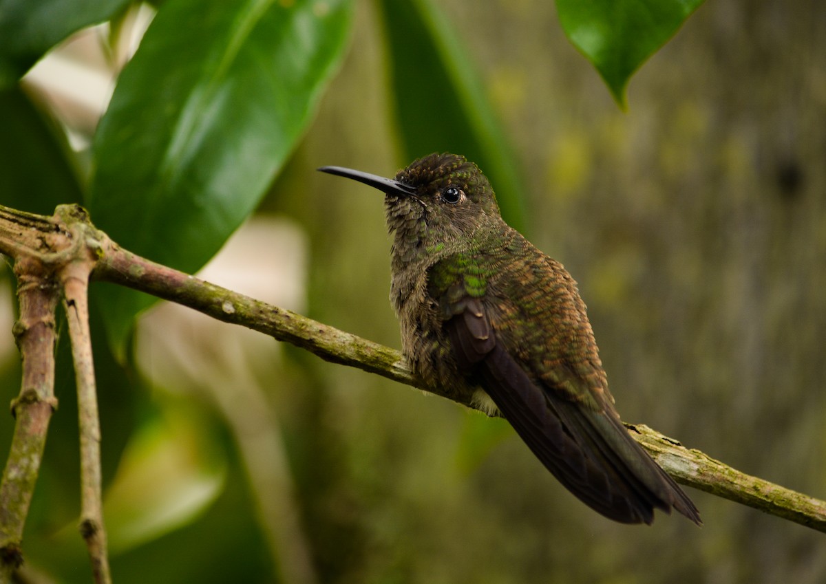 Sombre Hummingbird - João Gava Just