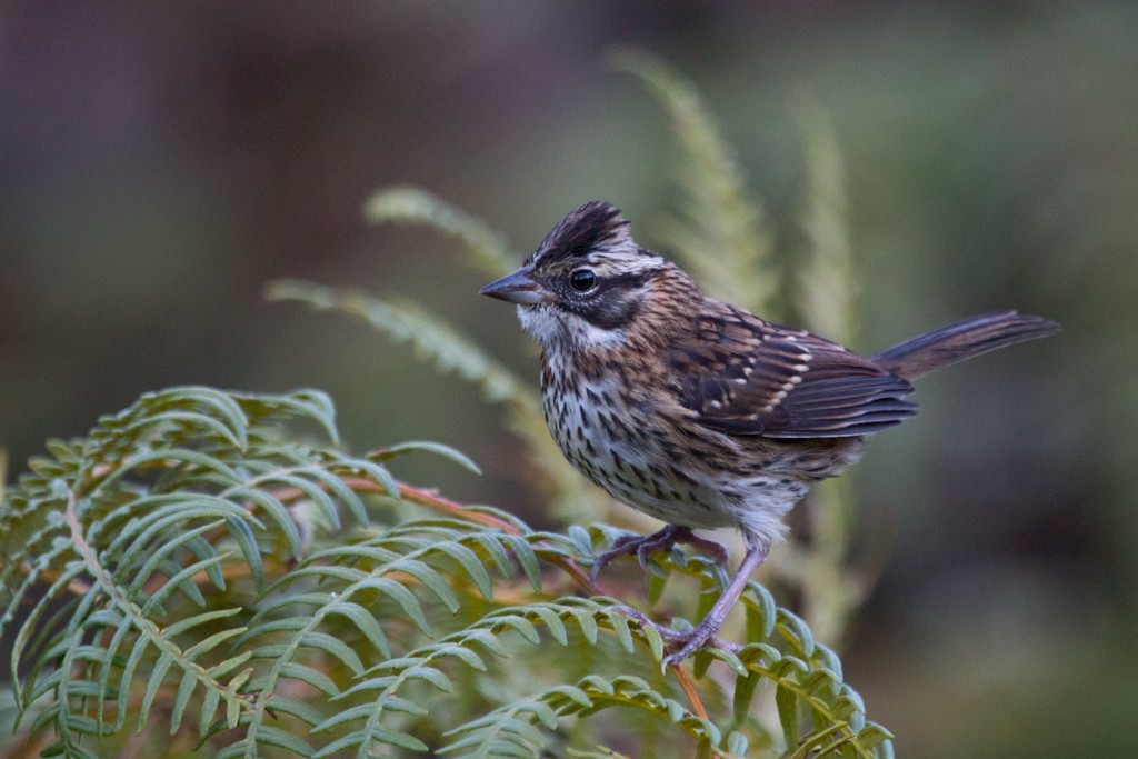 Rufous-collared Sparrow - ML239952801