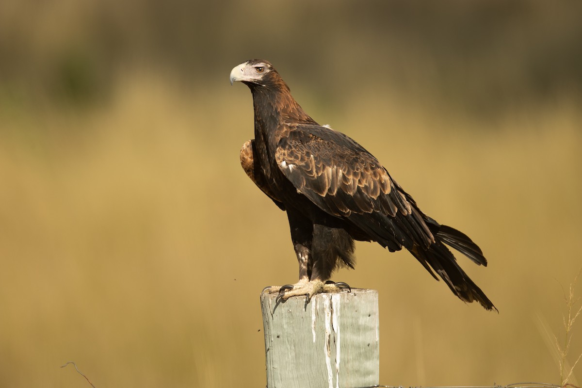 Wedge-tailed Eagle - JJ Harrison