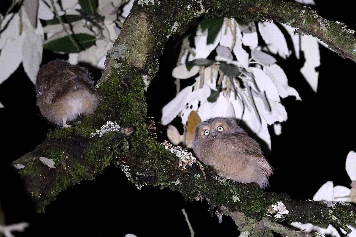 Mountain Scops-Owl - Vinit Bajpai