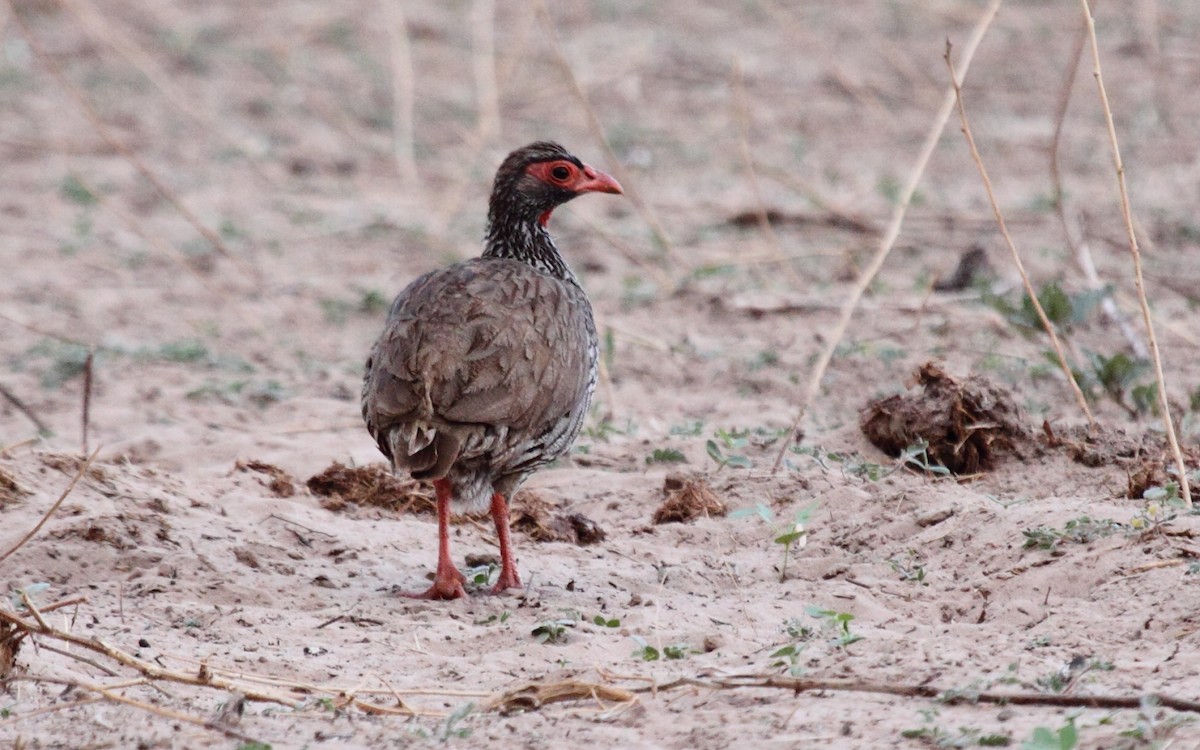 Red-necked Francolin - ML239954641