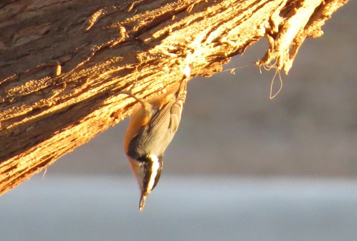 Red-breasted Nuthatch - ML23995521