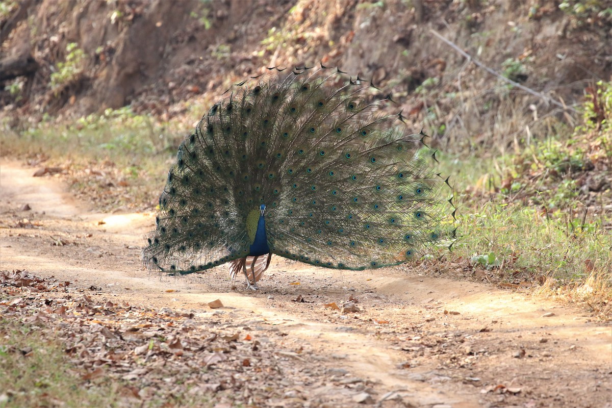 Indian Peafowl - ML239956441