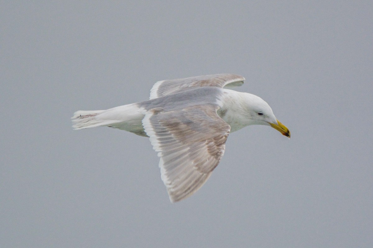 Glaucous-winged Gull - Cory Gregory