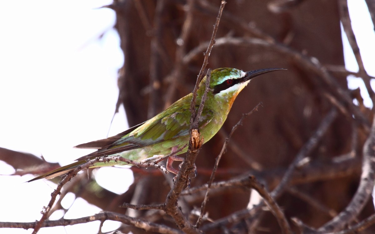 Blue-cheeked Bee-eater - ML239961011