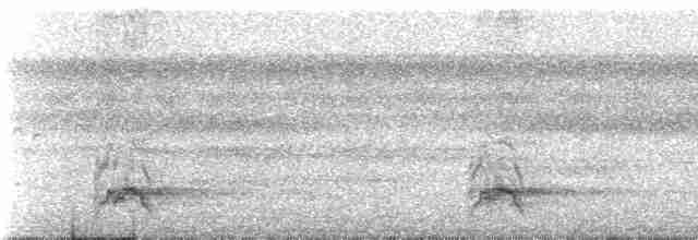 Kara Karınlı Sincap Guguğu - ML239963