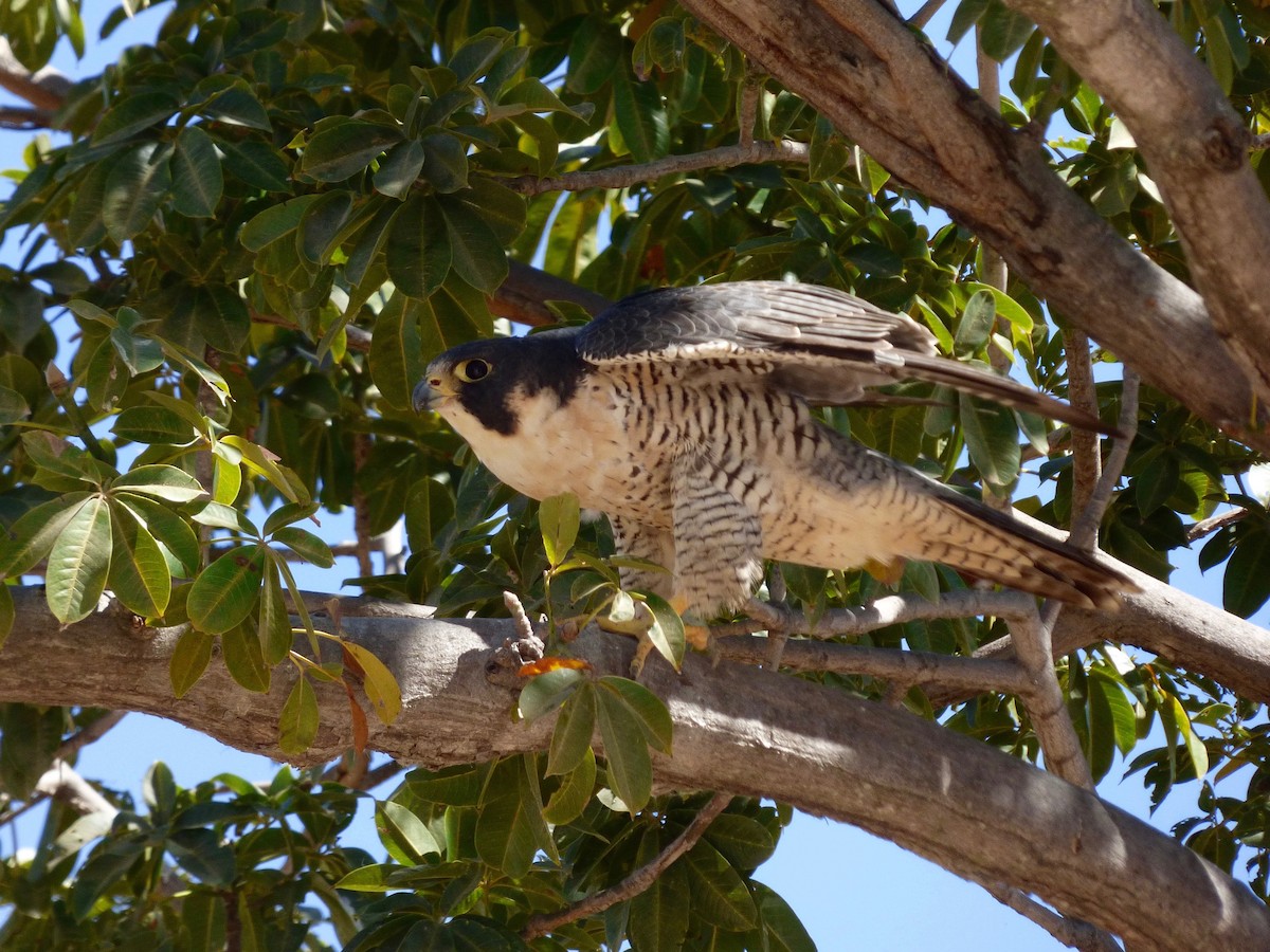 Peregrine Falcon (Tundra) - John van Dort