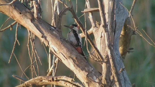 Syrian Woodpecker - ML239967631