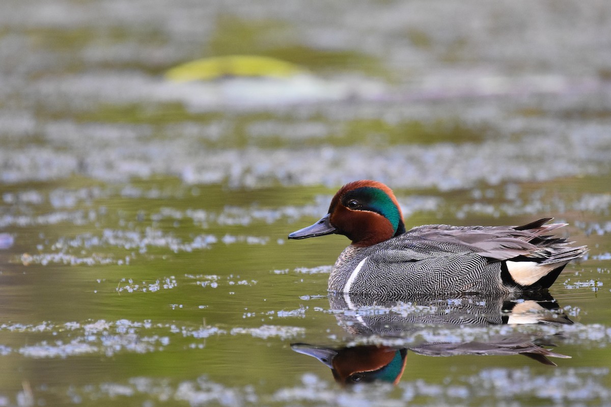 Green-winged Teal - ML239973011