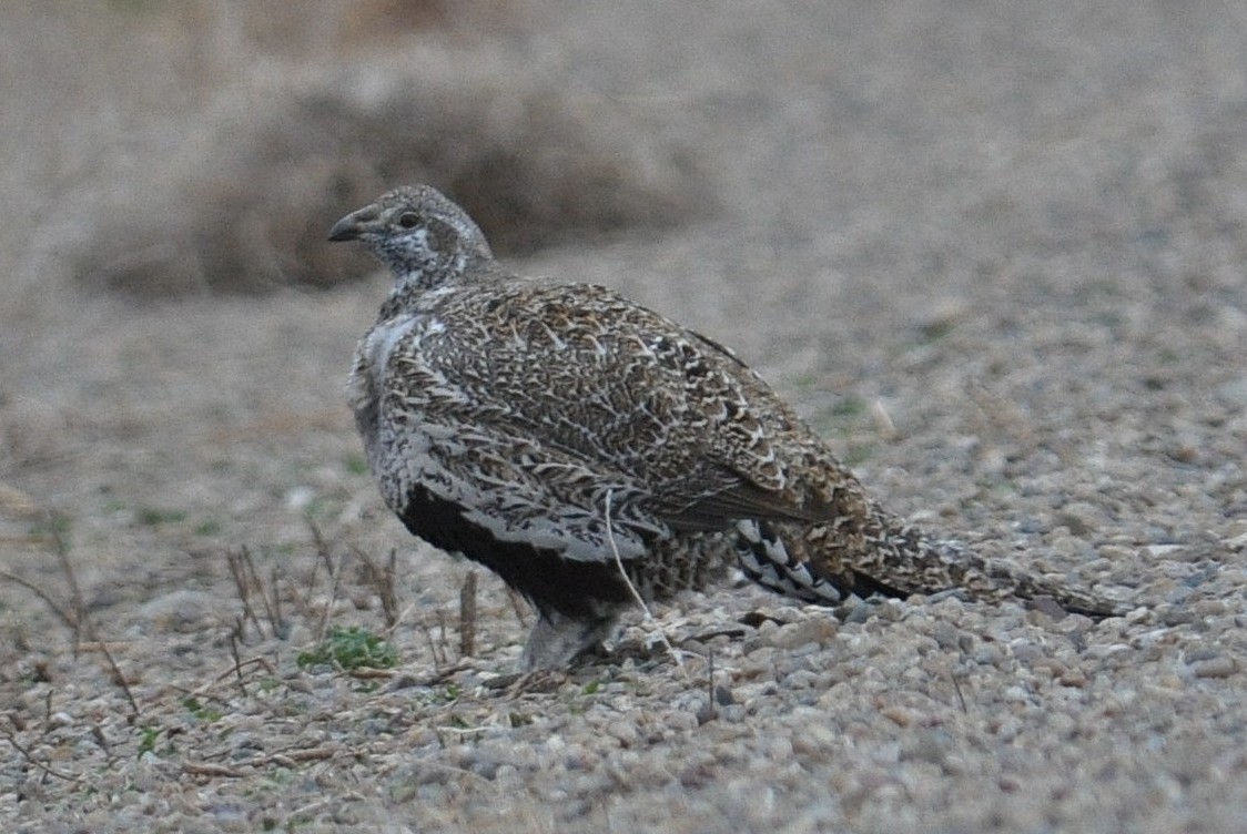 Greater Sage-Grouse - Gilly Marston