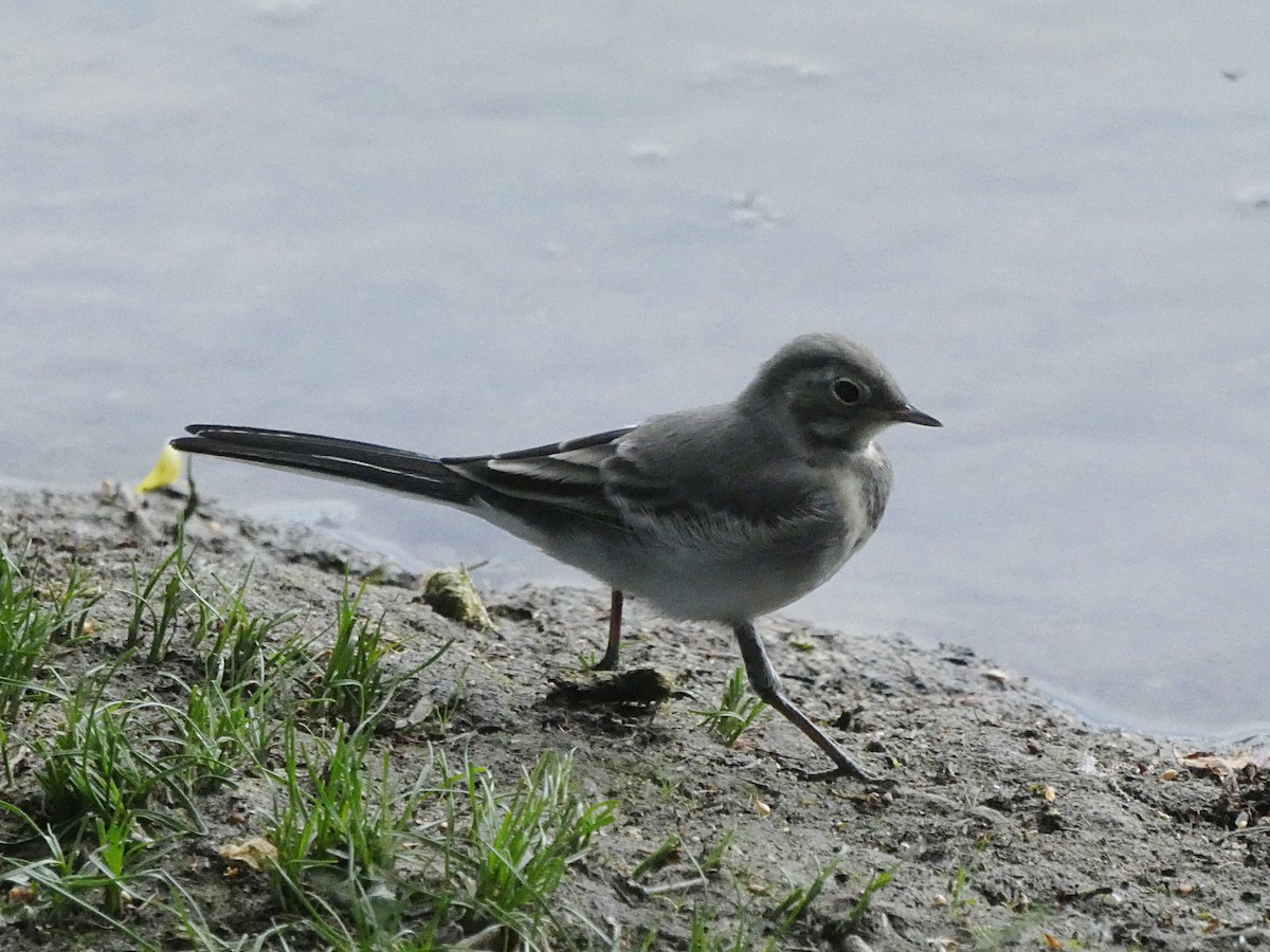 White Wagtail (White-faced) - ML239977581